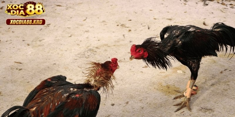 Đôi nét về sảnh game đá gà 179