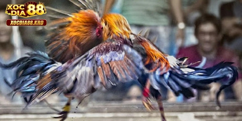 Khuyến mãi đa dạng