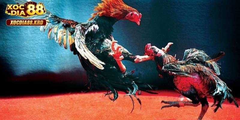 Nắm vững, đầy đủ thông tin về các chiến kê