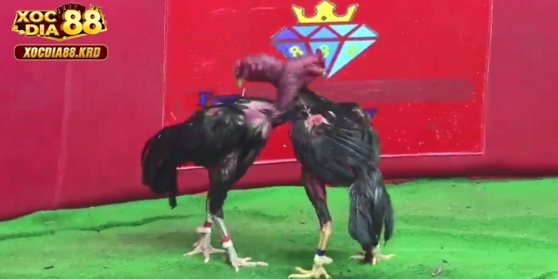 Cách tham gia đá gà cựa sắt tại Xocdia88